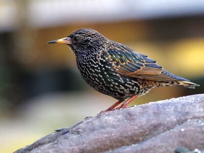 Star Ein Vogel (Star) mit dunklem Federkleid und weißen Flecken sitzt auf einem Ast