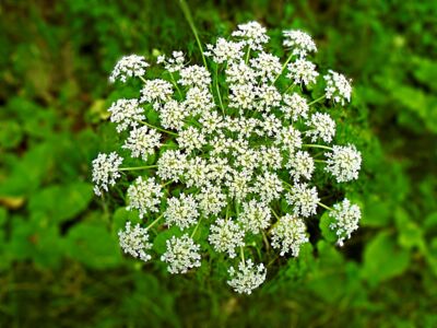 Schierlingswasserfenchel Pflanze mit feinen grünen Stengeln und weißen Blüten (Schierlingswasserfenchel)
