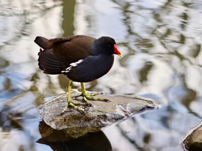 Teichralle Schwarzer Wasservogel mit rot-gelbem Schnabel (Teichralle) steht auf einem Stein im Wasser