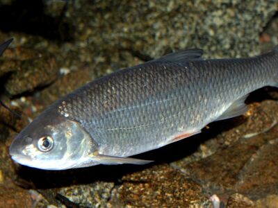 Rapfen Unterwasseraufnahme eines Fischs (Rapfen)