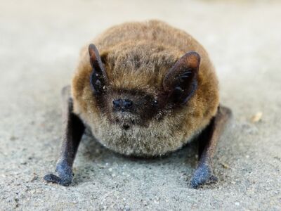 Zwergfledermaus Zwergfledermaus