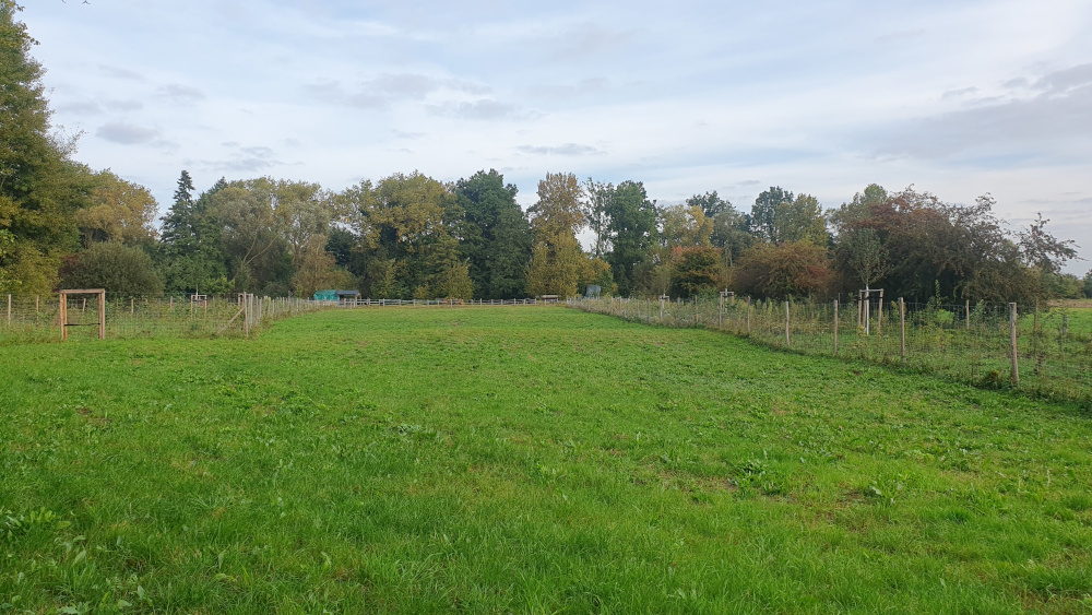 Grüne Wiese mit Zaun darauf, im Hintergrund Bäume.