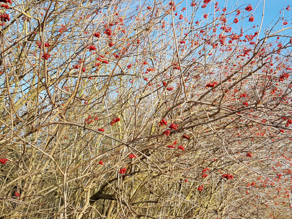 Eine Feldhecke mit roten Beeren